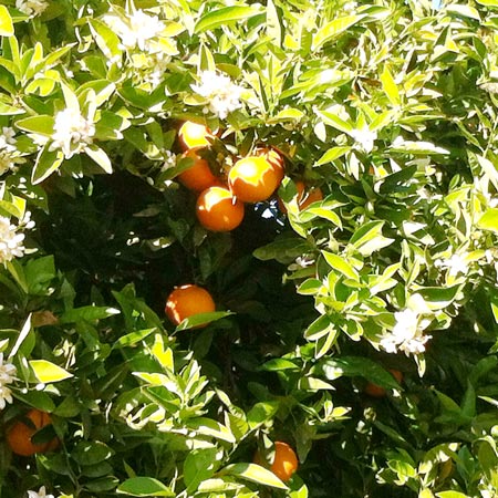 Costa del Azahar – Die Küste der Orangenblüte